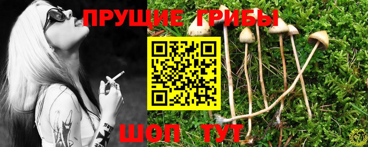 Кинель  Псилоцибиновые грибы Cubensis  Вход с VPN 